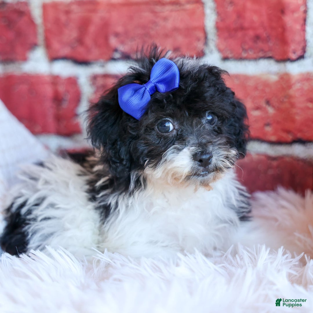 Bichpoo dogs for sale: Barney - Image 11