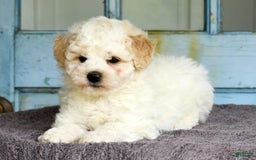Havapoo dogs for sale: Rover - Image 9