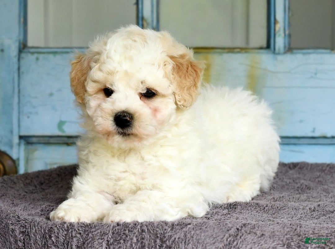 Havapoo dogs for sale: Rover - Image 9