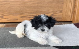 Havapoo dogs for sale: Norm - Image 7