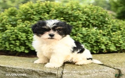Havapoo dogs for sale: Lulu - Image 1