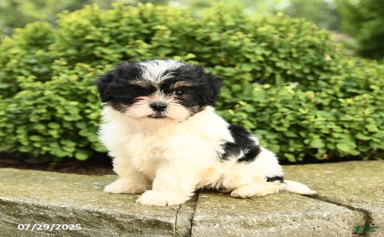 Havapoo dogs for sale - Ad 3