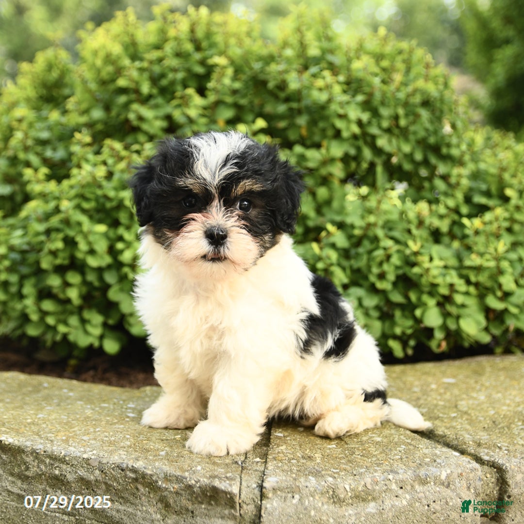 Havapoo dogs for sale: Lulu - Image 1