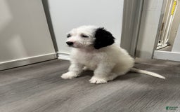 Saint Berdoodles dogs for sale: Bailey - Image 2