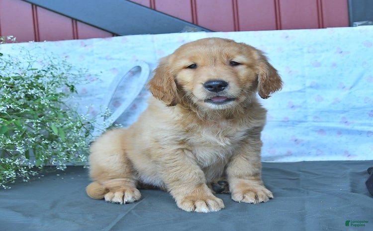 Golden Retriever dogs - Advert 2