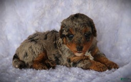 Miniature Poodle dogs for sale: Dirk - Image 1
