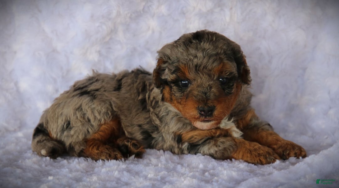 Miniature Poodle dogs for sale: Dirk - Image 1