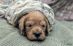 Cavapoo dogs for sale: Hera - Image 10
