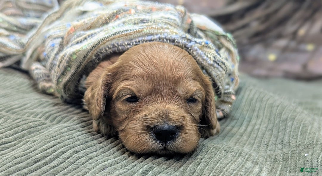 Cavapoo dogs for sale: Hera - Image 10