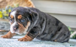 Beabull dogs for sale: Sable - Image 5