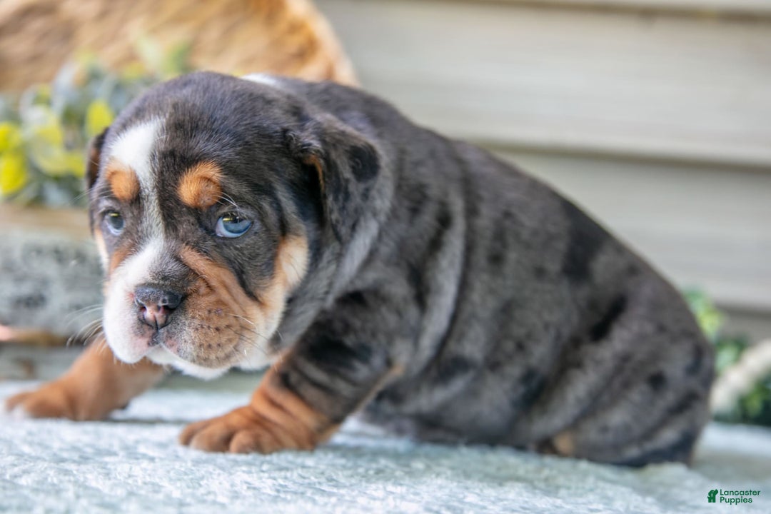 Beabull dogs for sale: Sable - Image 5