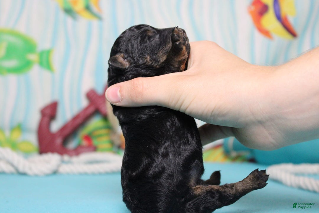 Toy Poodle dogs for sale: Jett - Image 5