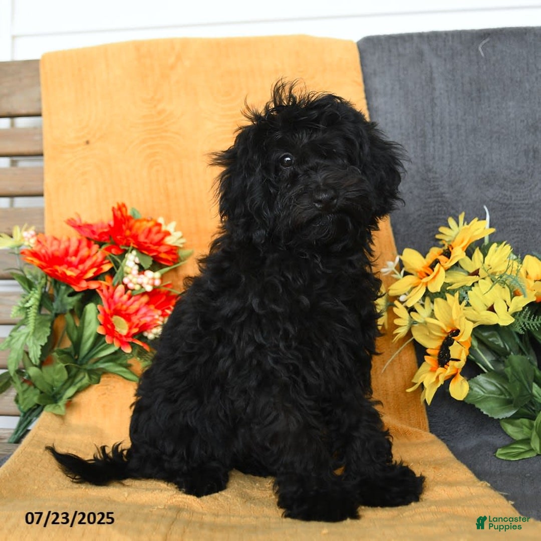 Miniature Poodle dogs for sale: Opal - Image 12