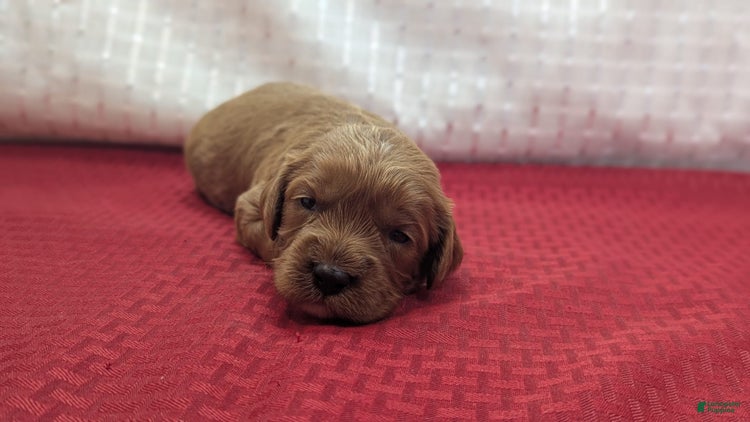 Cavapoo dogs for sale - Ad 1