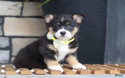 Welsh Corgi Pembroke dogs for sale: Rocco - Image 5