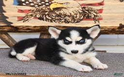 Siberian Husky dogs for sale: Ruby - Image 5