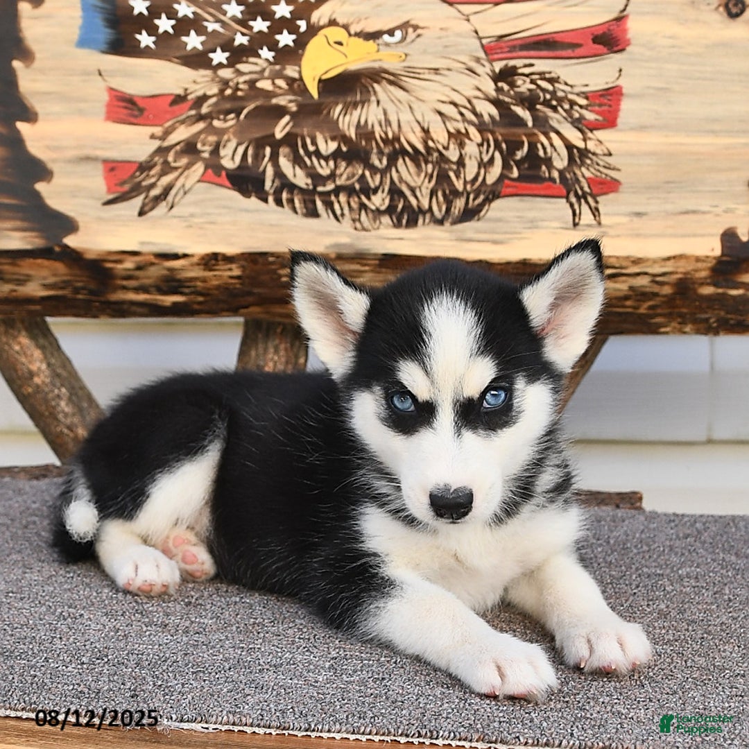 Siberian Husky dogs for sale: Ruby - Image 5