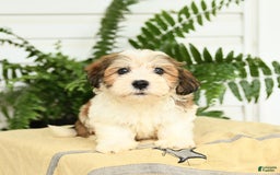 Havanese dogs for sale: Marcus - Image 3