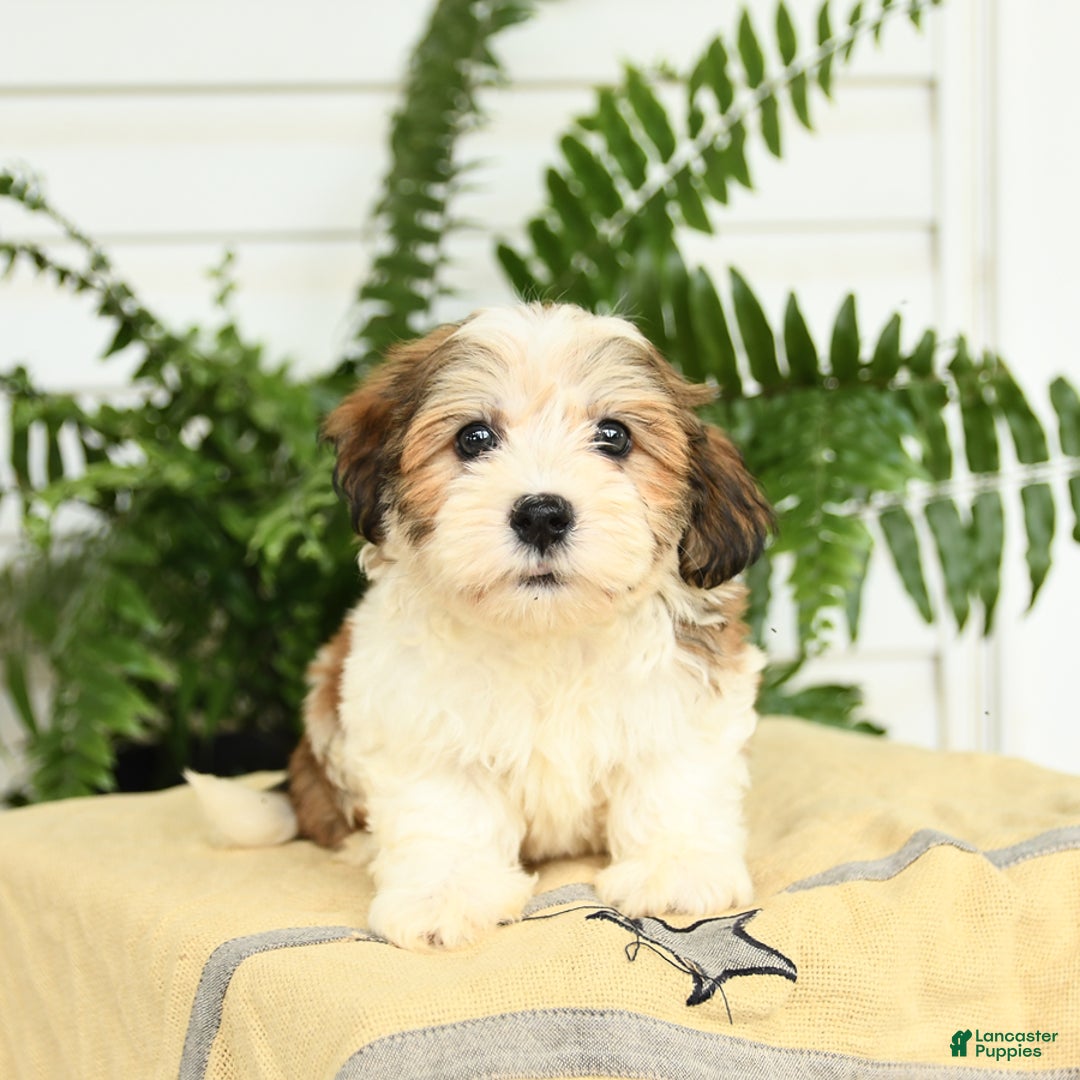 Havanese dogs for sale: Marcus - Image 3