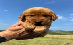 Golden Retriever dogs for sale: Honey - Image 10