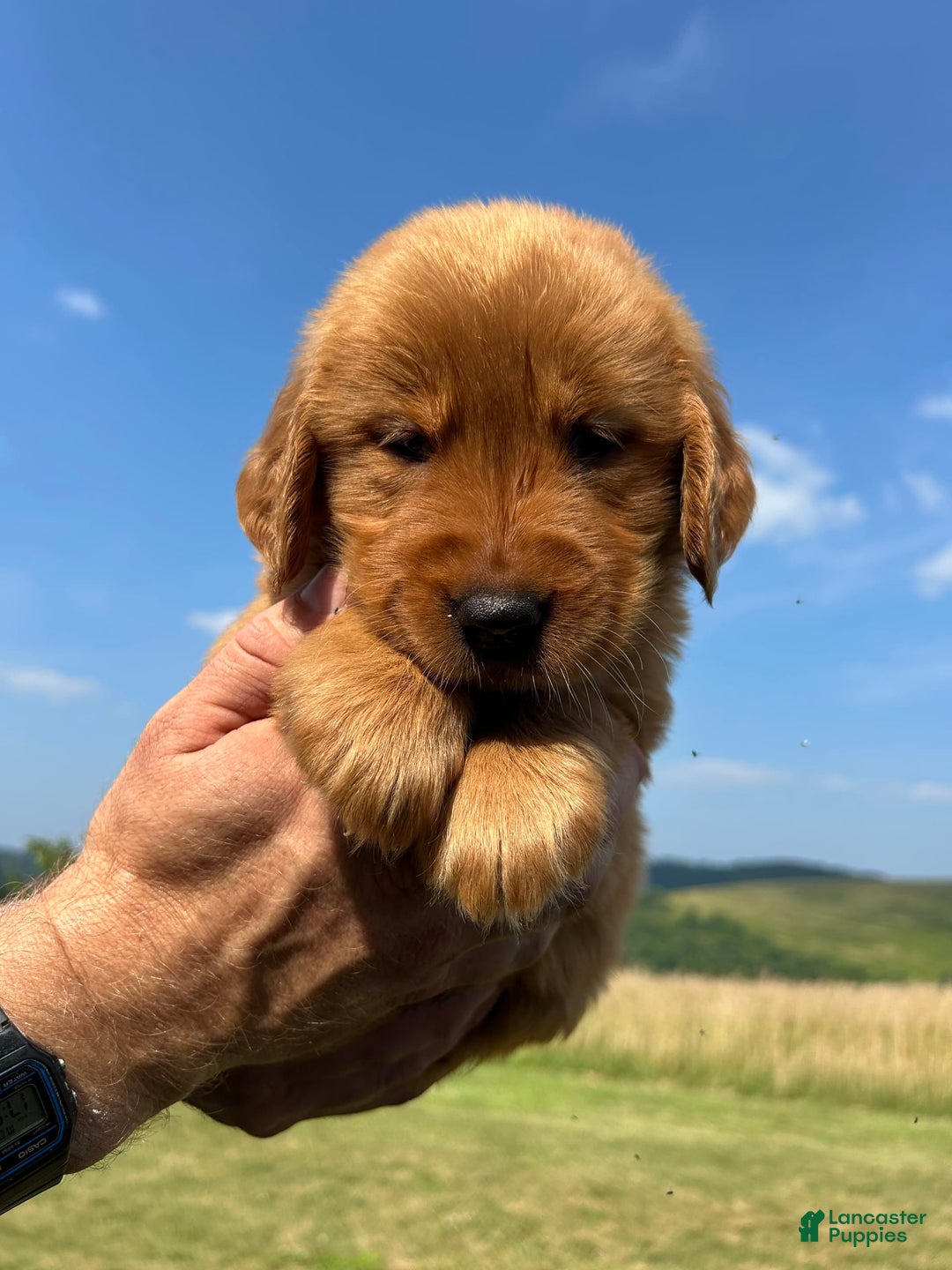 Golden Retriever dogs for sale: Honey - Image 10
