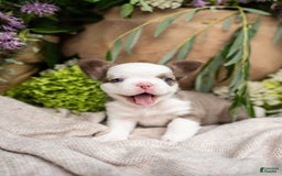 French Bulldog dogs for sale: Diamond - Image 4