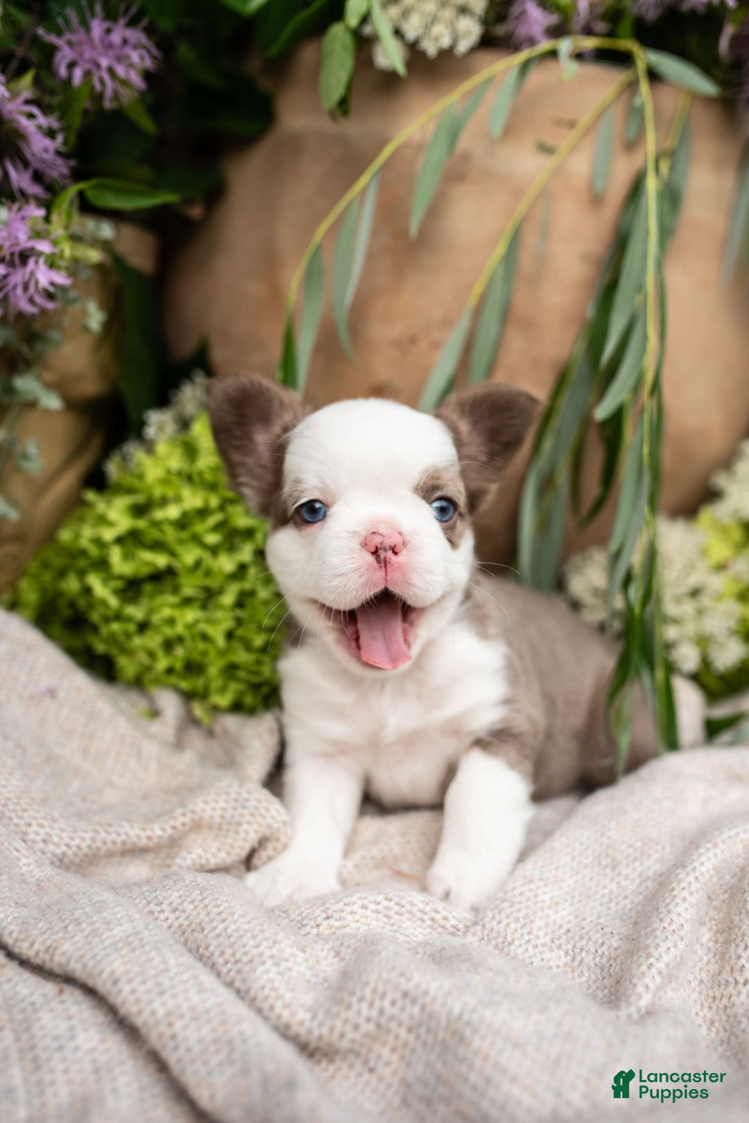 French Bulldog dogs for sale: Diamond - Image 4