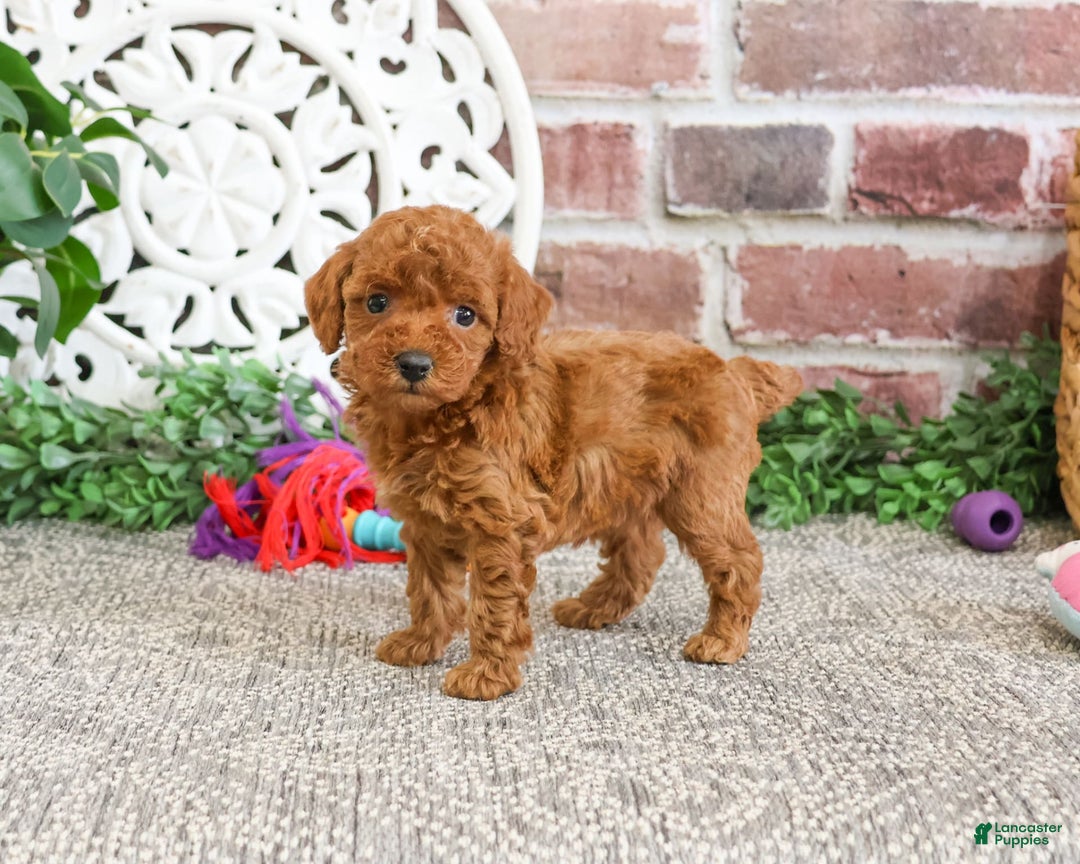 Miniature Poodle dogs for sale: Gloria - Image 9
