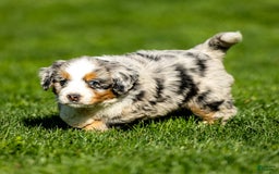 Mini Bernedoodle dogs for sale: Noli - Image 5