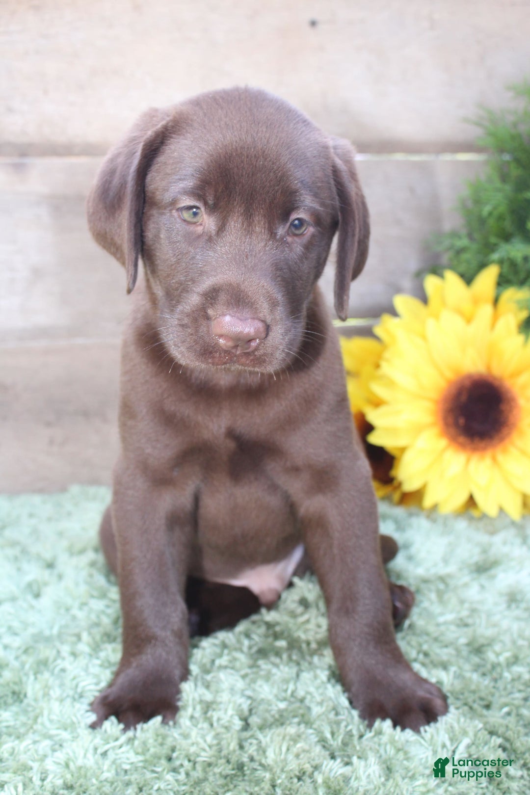 Labrador Retriever dogs for sale: Prince - Image 1
