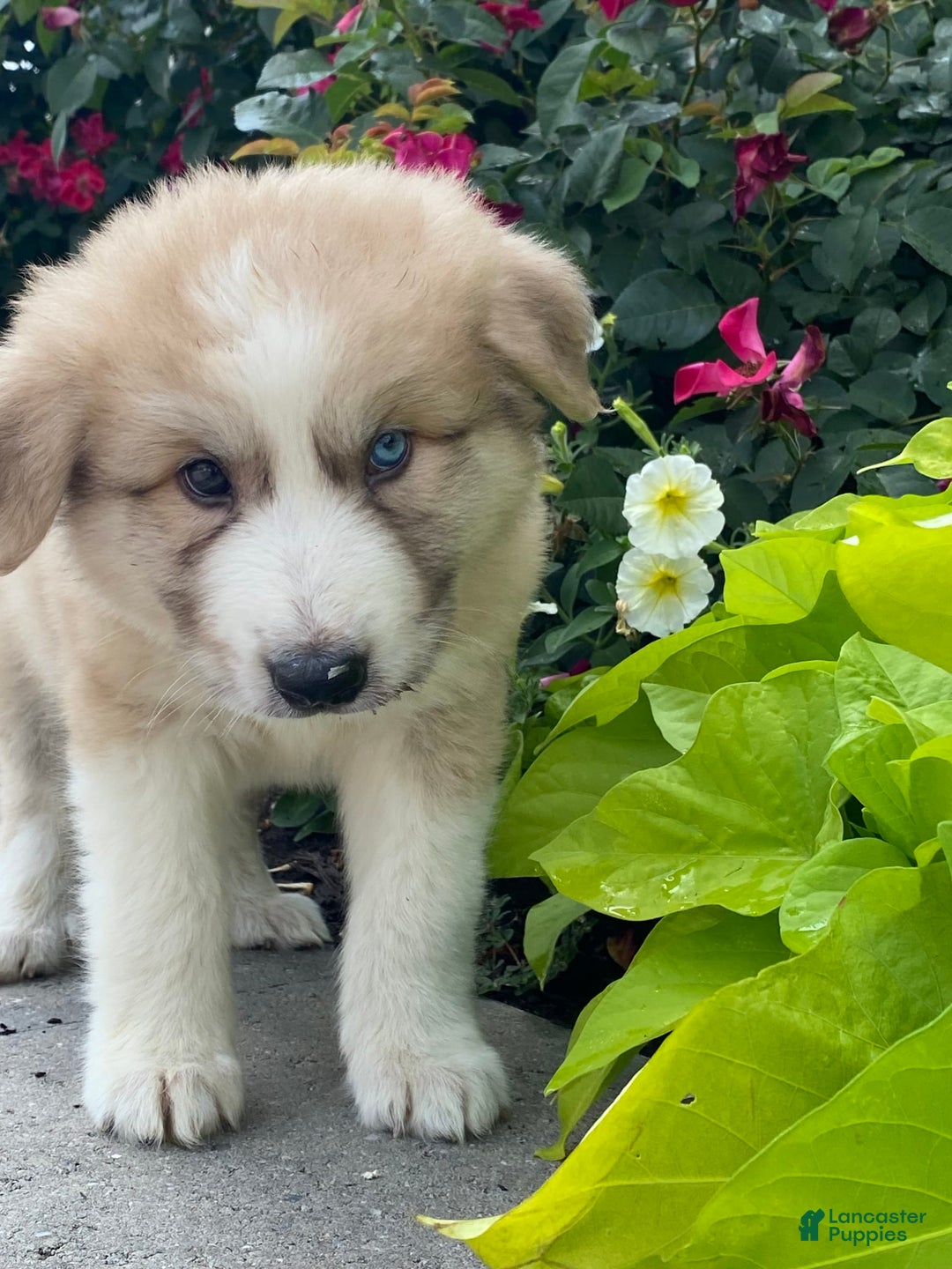 Great Pyrenees dogs for sale: Griff - Image 4