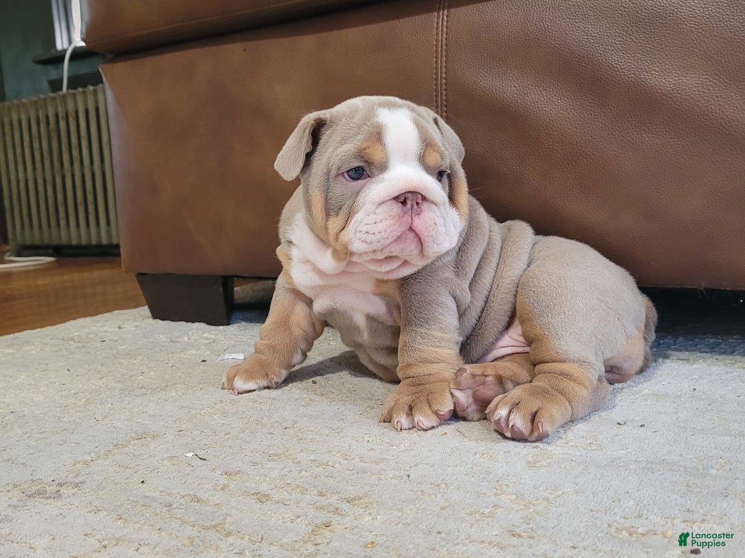 English Bulldog dogs for sale: Lexi - Image 1