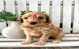 Cavapoo dogs for sale: Silas - Image 2