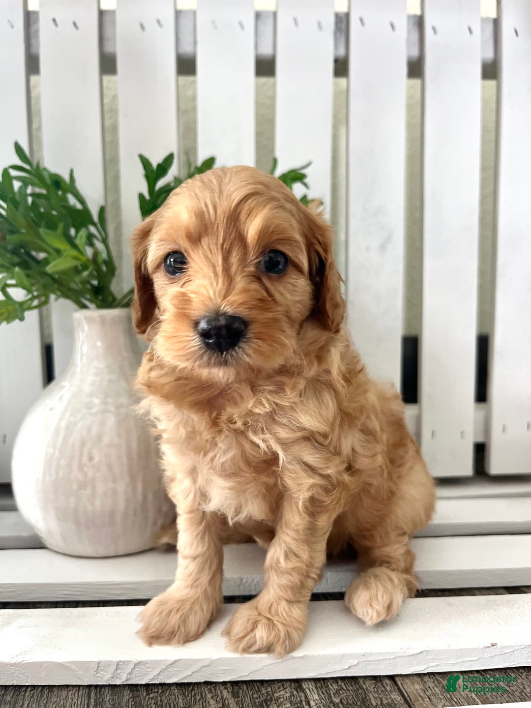 Cavapoo dogs for sale: Silas - Image 2