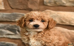 Miniature Poodle dogs for sale: Beauty - Image 4