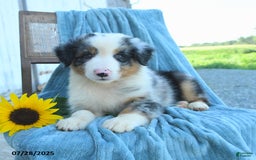 Australian Shepherd dogs for sale: Australian Shepherd 9 puppies - Image 2