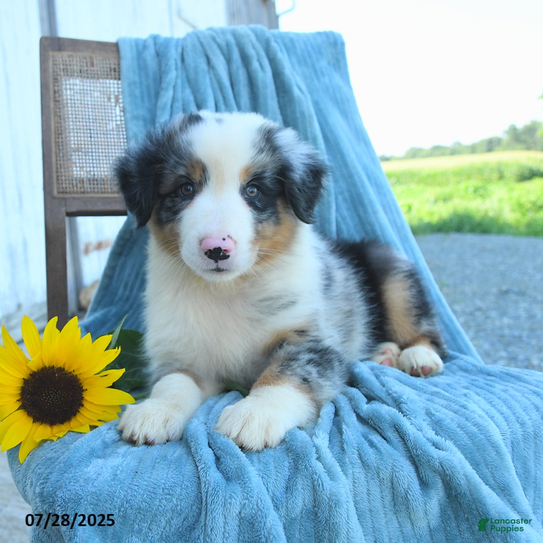 Australian Shepherd dogs for sale: Australian Shepherd 9 puppies - Image 2
