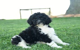 Standard Poodle dogs for sale: Cuddles - Image 3