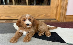 Cockapoo dogs for sale: Dolly - Image 5