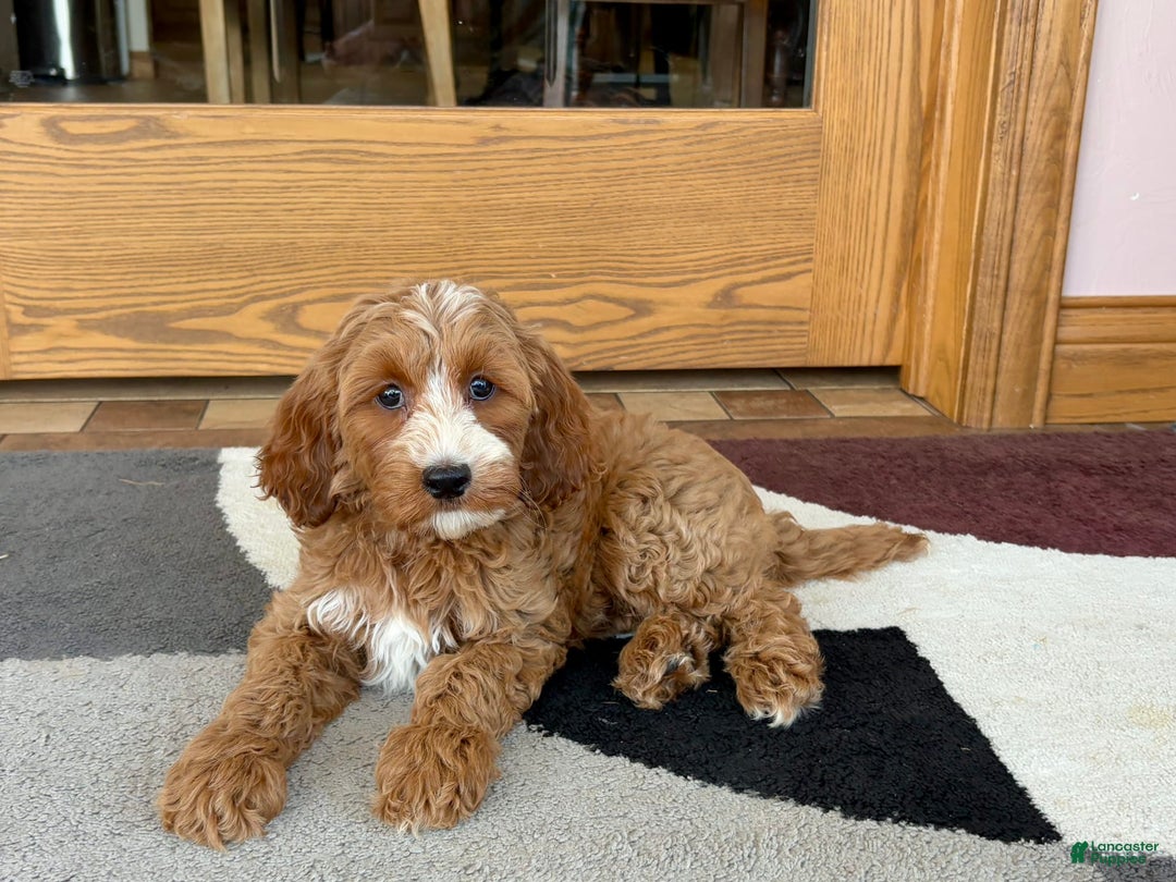 Cockapoo dogs for sale: Dolly - Image 5