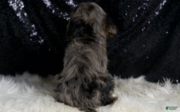 Cavapoo dogs for sale: Diana - Image 7