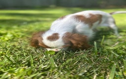 Cavalier King Charles Spaniel dogs for sale: Pinkie - Image 4