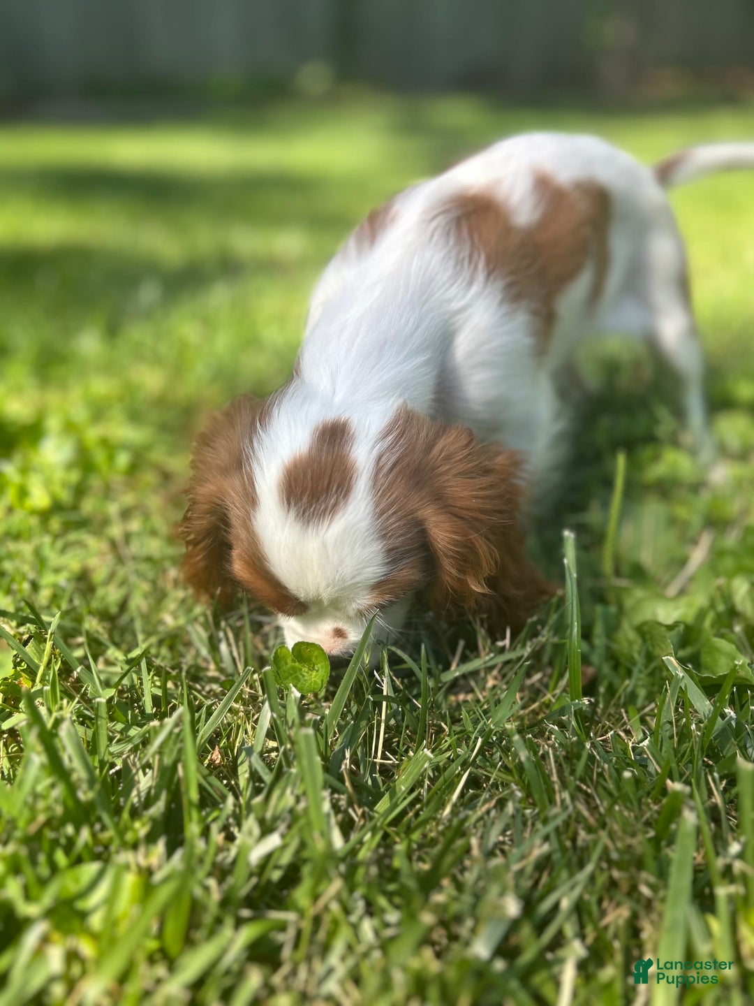 Cavalier King Charles Spaniel dogs for sale: Pinkie - Image 4