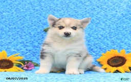 Pomsky dogs for sale: Maisie - Image 5