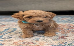Cockapoo dogs for sale: Willow - Image 9