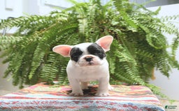 French Bulldog dogs for sale: Captain - Image 5
