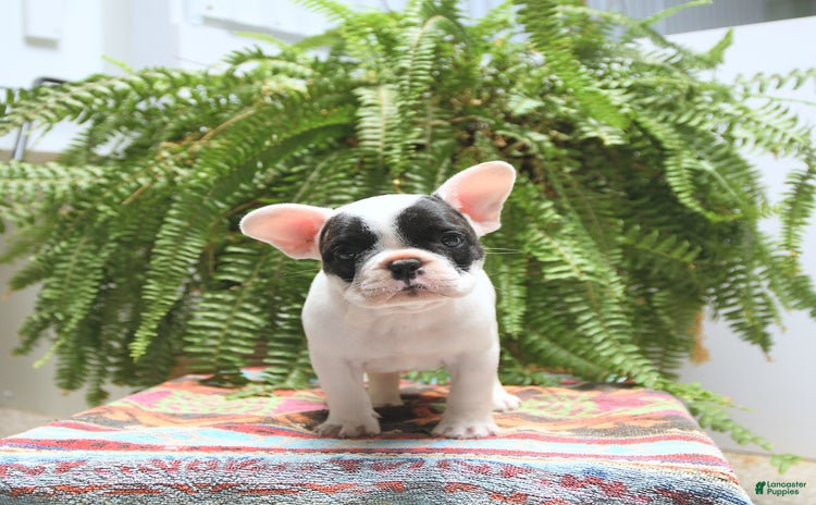 French Bulldog dogs for sale - Ad 4