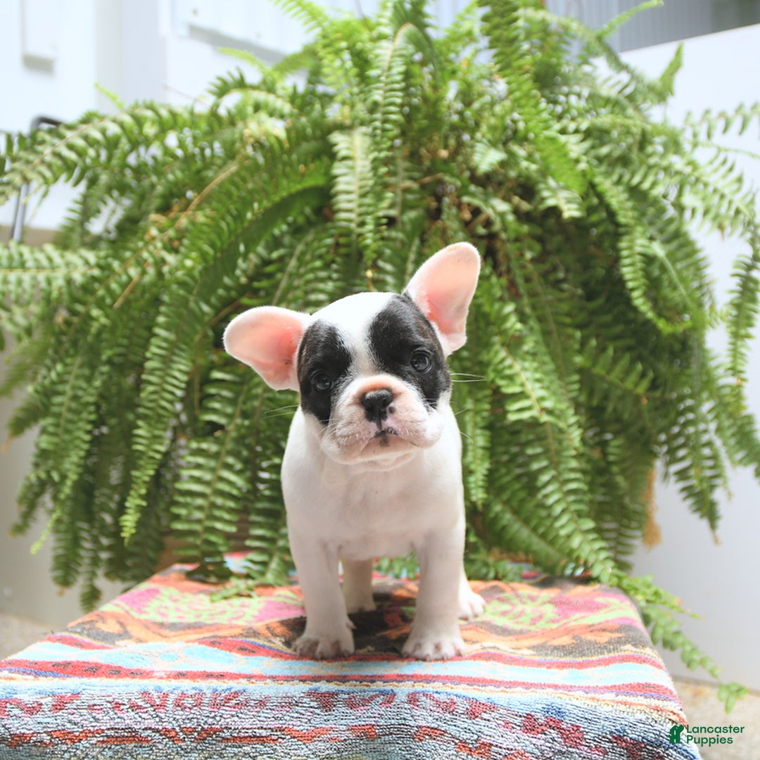French Bulldog dogs for sale: Captain - Image 5
