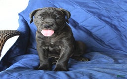 Cane Corso dogs for sale: Meadow - Image 9