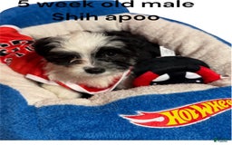 Shihpoo dogs for sale: Ray Ray - Image 3